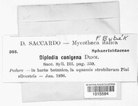 Sphaeropsis sapinea image